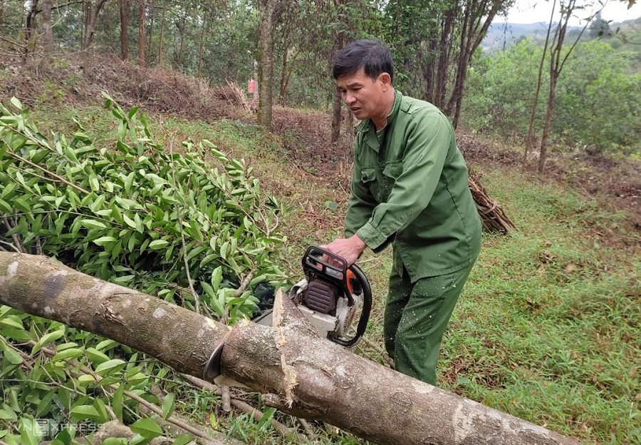 Quy trình thu hoạch trầm hương
